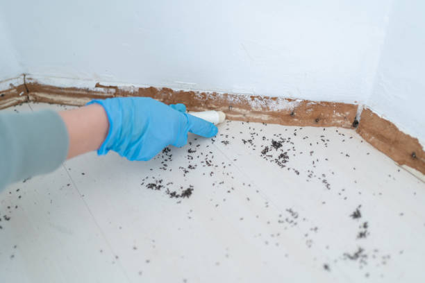 Best Wasp Removal Services  in Vienna, WV